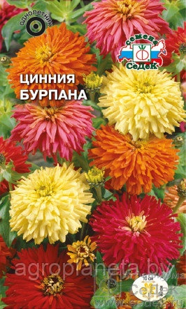 Цинния БУРПАНА, 0.5